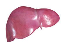 liver-mass-1814770